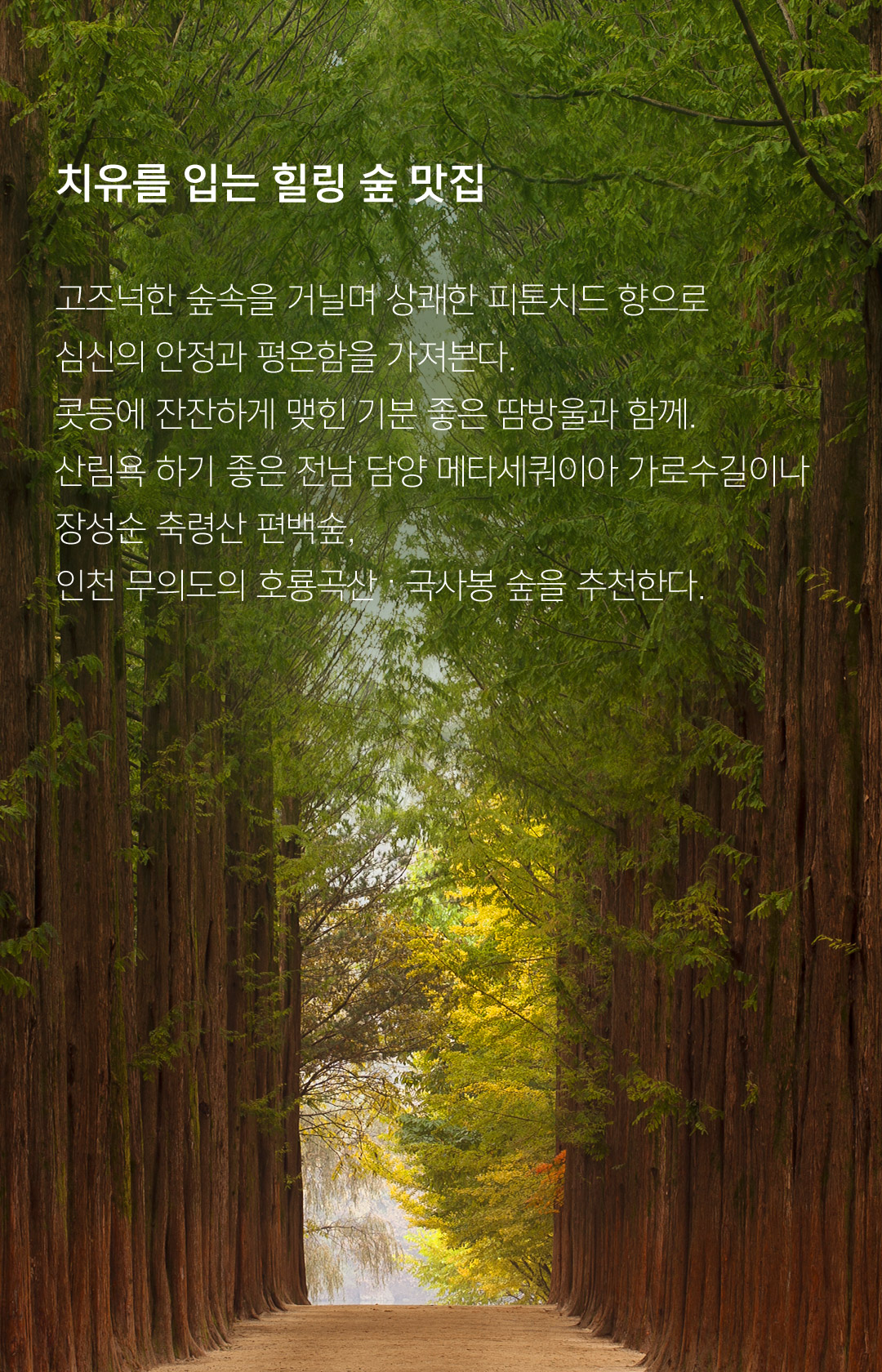 치유를 입는 힐링 숲 맛집 고즈넉한 숲속을 거닐며 상쾌한 피톤치드 향으로 심신의 안정과 평온함을 가져본다. 콧등에 잔잔하게 맺힌 기분 좋은 땀방울과 함께. 산림욕 하기 좋은 전남 담양 메타세쿼이아 가로수길이나 장성순 축령산 편백숲, 인천 무의도의 호룡곡산 . 국사봉 숲을 추천한다.