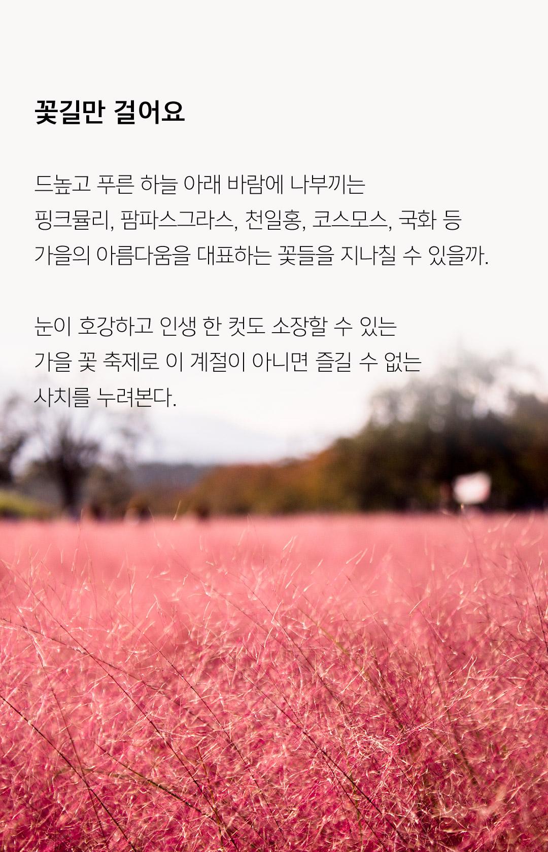꽃길만 걸어요 드높고 푸른 하늘 아래 바람에 나부끼는 핑크뮬리, 팜파스그라스, 천일홍, 코스모스, 국화 등 가을의 아름다움을 대표하는 꽃들을 지나칠 수 있을까. 눈이 호강하고 인생 한 컷도 소장할 수 있는 가을 꽃 축제로 이 계절이 아니면 즐길 수 없는 사치를 누려본다.